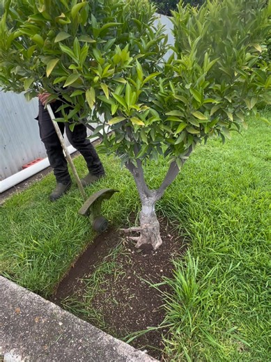 Enhance Your Lawn with Sharp Edges and Clean Lines