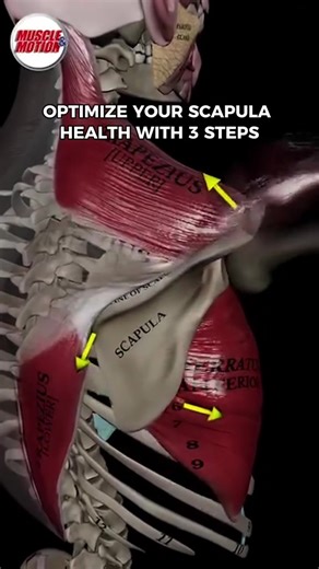 Top 5 posts of 2025 (#3): Improve your overhead reach by understanding the anatomy! 🙋In order to reach overhead, we need our shoulder blade to upwardly rotate. This upward rotation doesn't happen by chance, it occurs with the assistance of a complex lever and pulley system made up of our upper trapezius muscle, lower trapezius muscle, and serratus anterior. On top of the shoulder blade upward rotation, we need our humerus to play a role as well. This intricate dance is called 'scapulohumeral rh