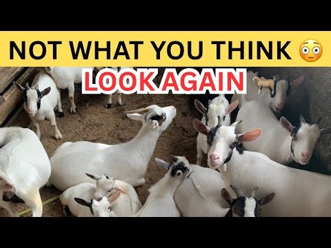 You’ve Been Watching Goats Wrong This Whole Time 😳🐐