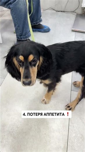 пробиотик на ВБ: #WW146544 (копируй с буквами WW)