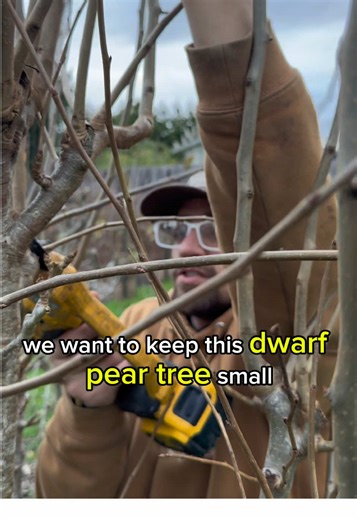 How to Prune a Fruit Tree for Maximum Yield