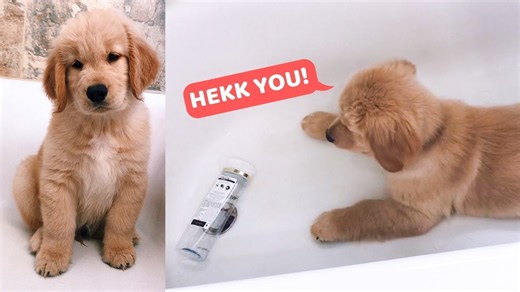 Golden Retriever Is Scared of a Shampoo Bottle | Funny Puppy Reaction