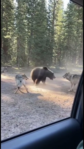 Epic Bear vs Wolves Clash in Forest! 😱 Grizzly Charges Wolf Pack #wildlife
