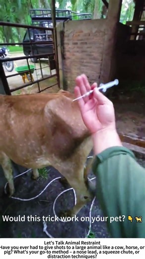 Cow Injection Hack – Punch to Distract, Then Vaccinate 🐮💪