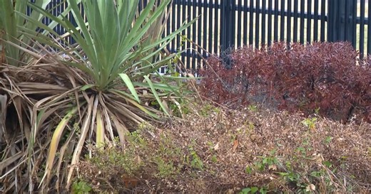 Experts urge North Texans to check landscaping after heavy rain