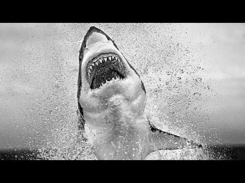 Inside wildlife photographer Chris Fallows' archive