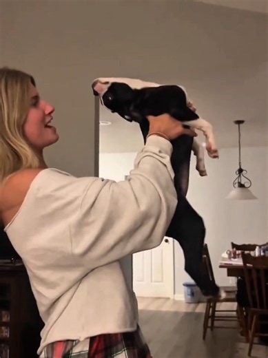 Funniest Dogs Ever 😂 #dog #fyp #funnyvideos #foryou #bostonterrier | dog videos
