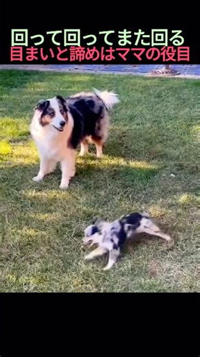 体力おばけの子犬 vs 魂が抜けた母犬のリアルな日常