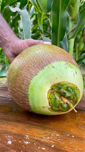 fresh ripe coconut cutting #fruit #short 🌴🌴🥥🥥🥥