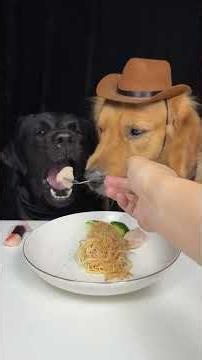 Wisdom Comes In Treat Form. Golden and Labrador. Cute Pet Debut Plan