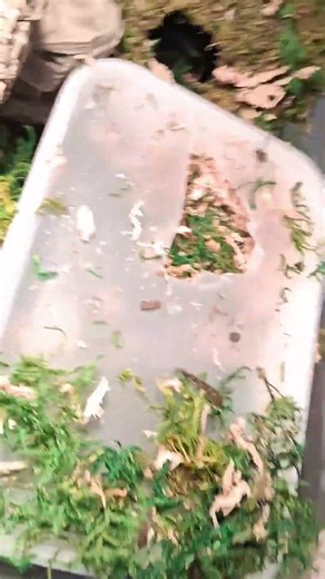 “Can YOU Spot My Tiny Ball Python? 🐍👀 (Hard Mode!)”