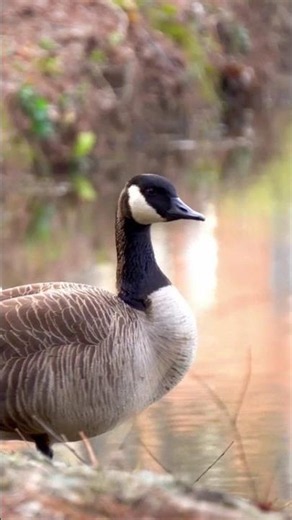 Canada Goose & Ruby-Throated Hummingbird - Most Beautiful Birds of USA 4K#usabirds #birds#nature`