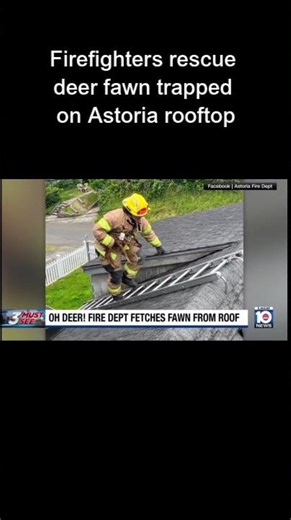 Firefighters rescue deer fawn trapped on Astoria rooftop