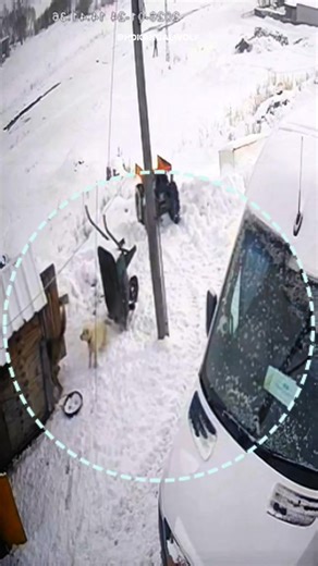 The Owner Rescued the Small Dog from a Starving Wolf Starving Wolf Attacks Domestic Dog in Residential Area: A Prolonged Fight for Survival The increasingly harsh conditions faced by wildlife in Turkey have once again led to a dangerous incident spilling into residential areas. A wolf weakened by starvation entered a neighborhood in broad daylight and attacked a domestic dog. Acting purely on survival instinct, the wolf’s attack turned into a tense, minutes-long struggle for life. The incident o