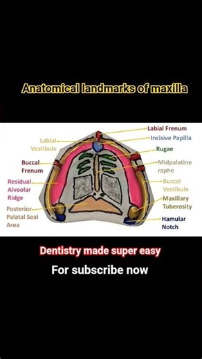 “Maxilla Anatomy Simplified | Anatomical Landmarks Explained” #bds #dentist #shorts
