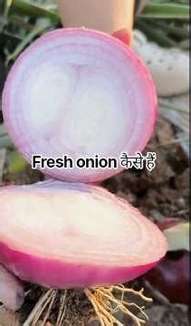 What are these fresh onions really like? #shorts #youtubeshorts #onion #farming #farm