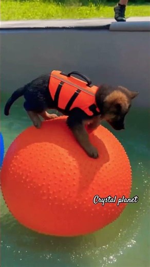 🐕Milo Climb a rope ladder wall after a Splash Swimming 🤯