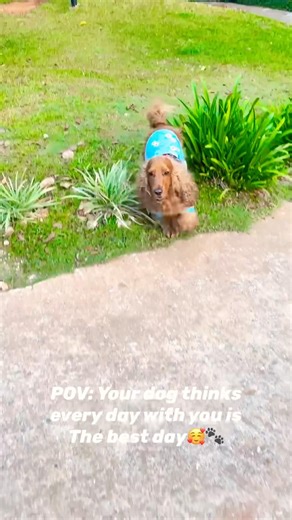 To him, this is everything #oakley #dogshorts #spaniel