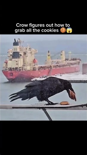 Crow figures out how to grab all the cookies 🍪😱