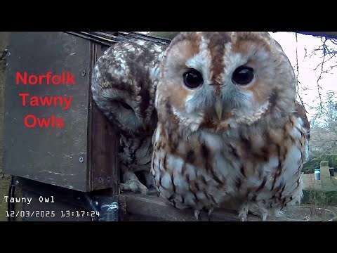 Norfolk Tawny Owls - Live