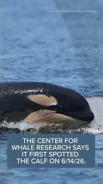 New Orca Calf