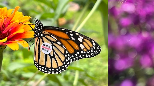 Monarch butterfly tagged in Northern Kentucky completes 1,600-mile migration to Mexico