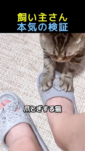 飼い主さん本気の検証🐈 #動物 #猫