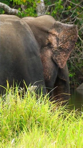 “Hungry Elephants Enjoying a Peaceful Grass Feast 🐘🌿” #elephant