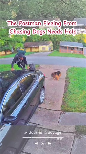 Postman Escapes from Playful Dogs in Hilarious Chase