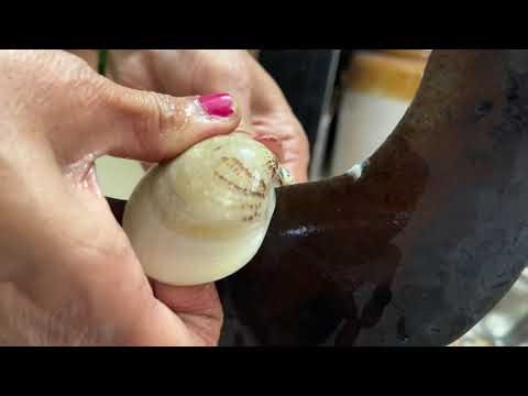 How to Open Clams Properly at Home | Step-by-Step Easy Method for Beginners 🐚