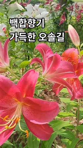 분홍빛 오리엔탈 백합 향기 오솔길 | Path Through the Fragrance of Pink Oriental Lilies