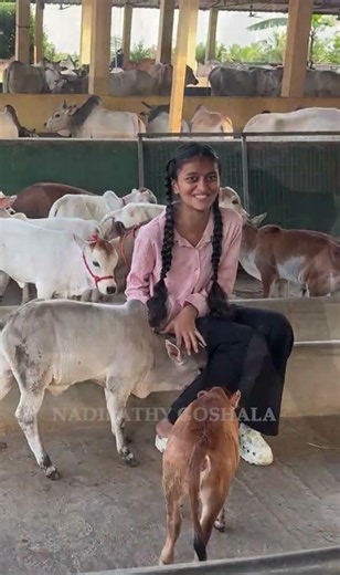 Likeeta’s Adorable Playdate with Tiny Nadipathy Cattle #cow #fun #life #cute #now #joy #vid #fam
