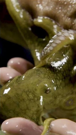 Octopus: cute or creepy? 🐙 #octopus