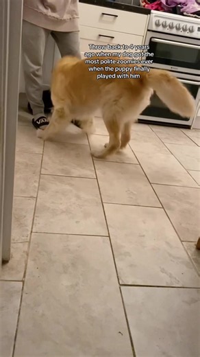 These dogs go crazy out of nowhere. #dog #fyp #funnydog #foryou #funnyvideo