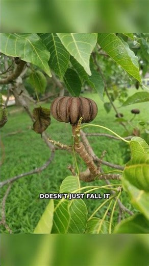 This Tree Actually Explodes Like a Grenade