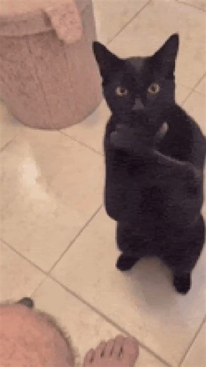 cat meme #funny #cat #comedy