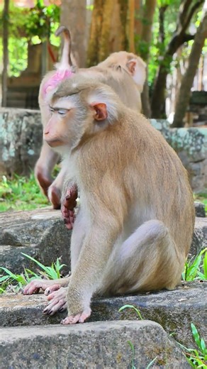 Lila — the abandoned female monkey looks so lonely 🐒💔 #wildlife #reels