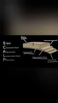 Scalp Anatomy pt1 #shorts