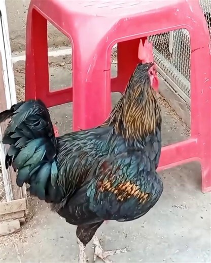 Amazing rooster crowing loudly 🐓 #birds