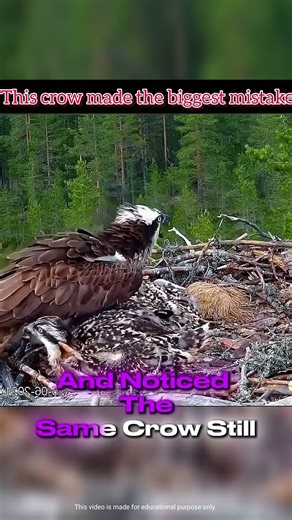 Crow Messed With the Wrong Hawk 😳🦅 #animals #shortsfeed