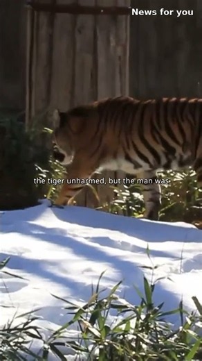 Man Jumps Into TIGER Enclosure — Killed by 30-Stone Tiger Altai #Shorts