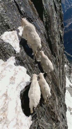Gravity Defying! Mountain Goats Climbing Vertical Cliffs with Their Kids 🏔️🐐** #wildlife