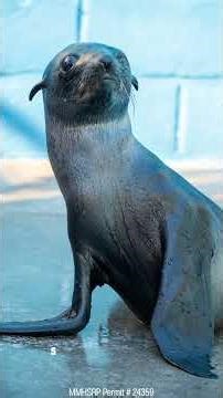 SeaWorld's first two rescues of 2026