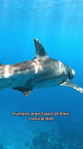 Why Sharks Rarely Attack Humans 🦈