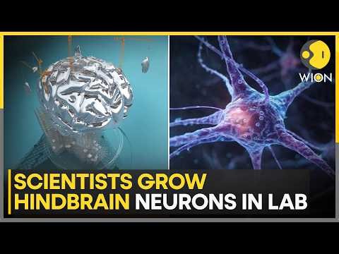 New Brain Discovery Could Aid Neurological Disease Studies | WION News