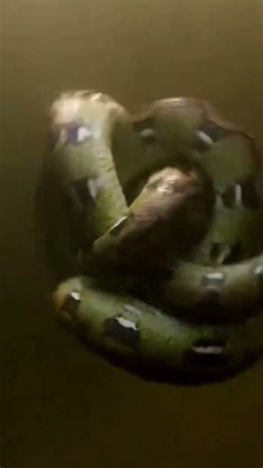 Python Drags Cobra Into Underwater Death Ball
