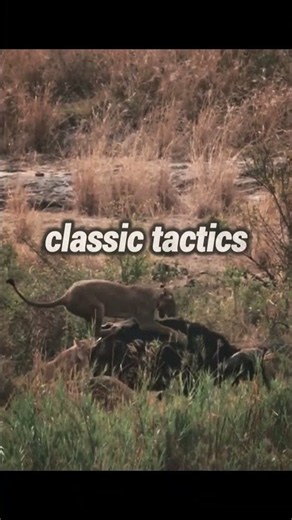 🔥 9 Lions vs 1 Untouchable Buffalo! #shorts #wildlife #animals #survival #nature #predator #lion