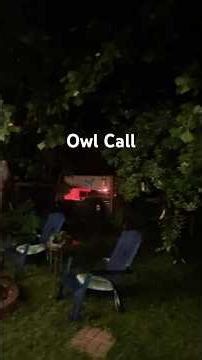 Owl Call in back yard.