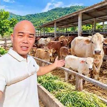 AMAZING! BREEDING CATTLE FOR JUST $0.60 PER COW PER DAY!