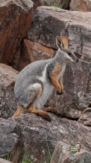 Rarest Acrobat in the Outback!😱🦘🇦🇺 #australianwildlife #wildlife #cute #animalsounds #shortsviral